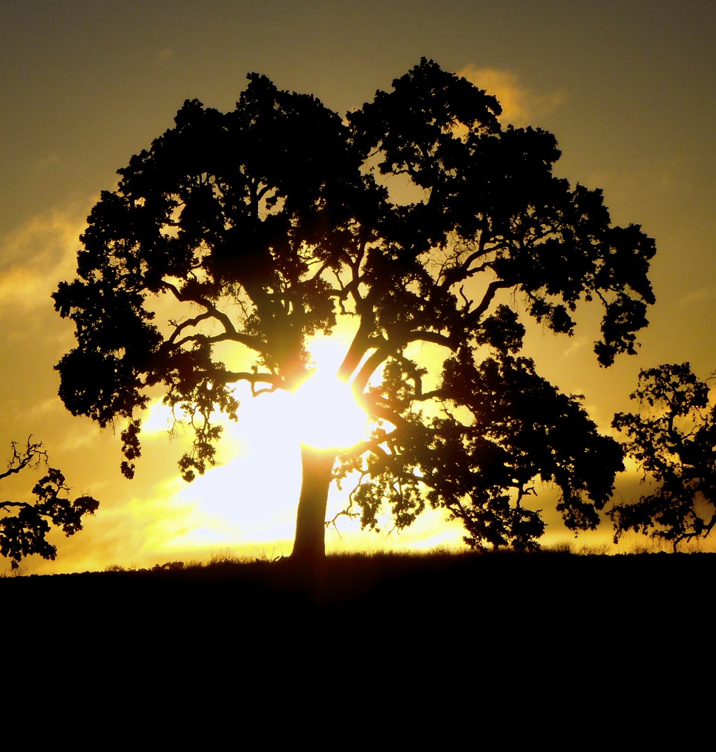 Joel and the Giving Tree